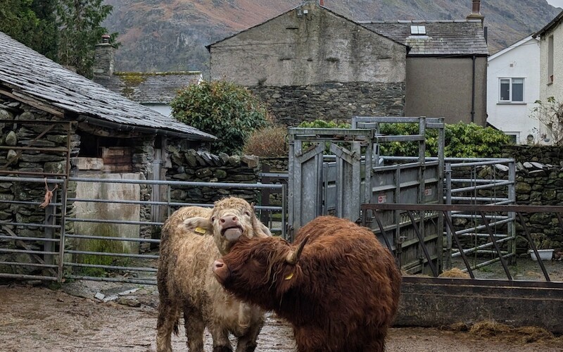 Highland cattle at the farm near the car park - © Copyright 2025 Peter Burlingham, Days In The Lakes