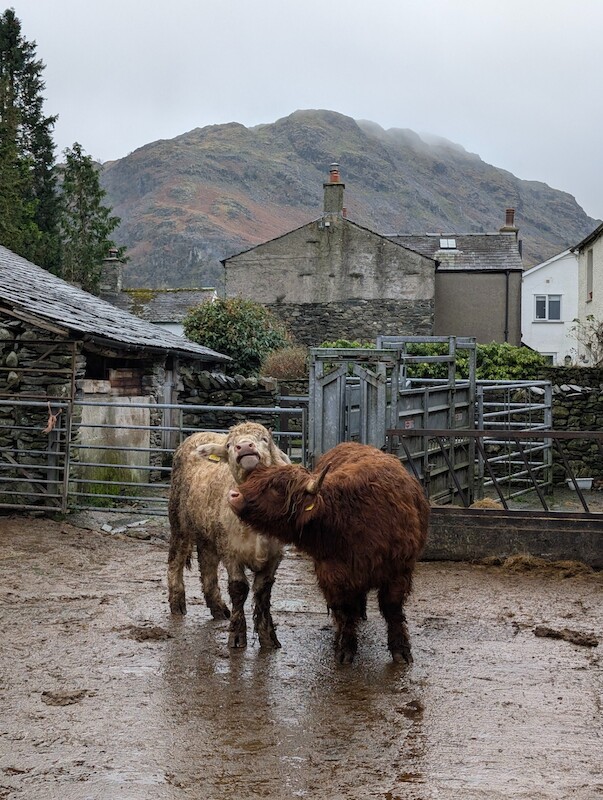 Highland cattle at the farm near the car park - © Copyright 2025 Peter Burlingham, Days In The Lakes