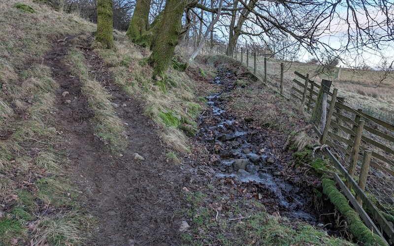It can be wet at the start - in summertime this is likely the path but on wetter days it's better to skirt up and around the trees - © Copyright 2025 Peter Burlingham, Days In The Lakes