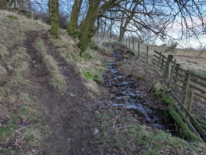 It can be wet at the start - in summertime this is likely the path but on wetter days it's better to skirt up and around the trees - © Copyright 2025 Peter Burlingham, Days In The Lakes