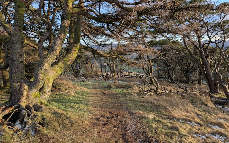 The left-hand path on the descent - © Copyright 2025 Peter Burlingham, Days In The Lakes