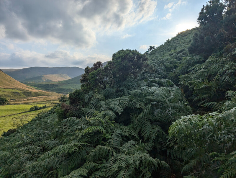 Even with the bracken being quite tall at this time of year it's easy enough to follow the path - © Copyright 2025 Peter Burlingham, Days In The Lakes